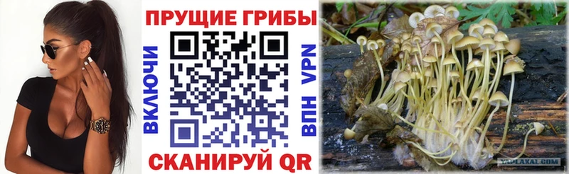 купить   Барнаул  Псилоцибиновые грибы мицелий 